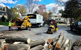 How Our Tree Care Process Works  in  Pleasant Hill, OH