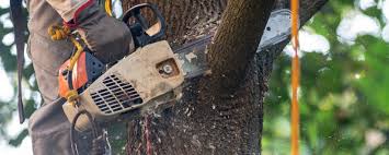 Trusted Pleasant Hill, OH Tree Care  Experts