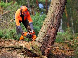 Best Commercial Tree Services  in Pleasant Hill, OH