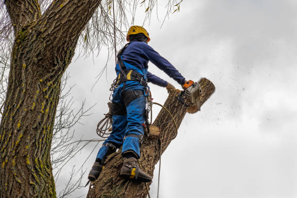 Best Tree Mulching  in Pleasant Hill, OH