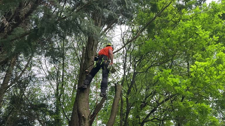 Best Tree Health Inspection  in Pleasant Hill, OH