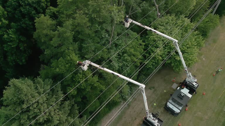 Best Palm Tree Trimming  in Pleasant Hill, OH