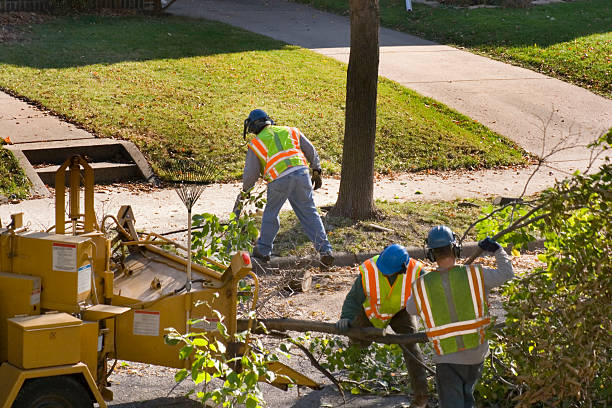 Best Tree Trimming and Pruning  in Pleasant Hill, OH